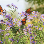 Transforming Spaces: The Art of Butterfly Gardening
