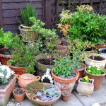 Thriving in Containers: A Potted Garden Odyssey